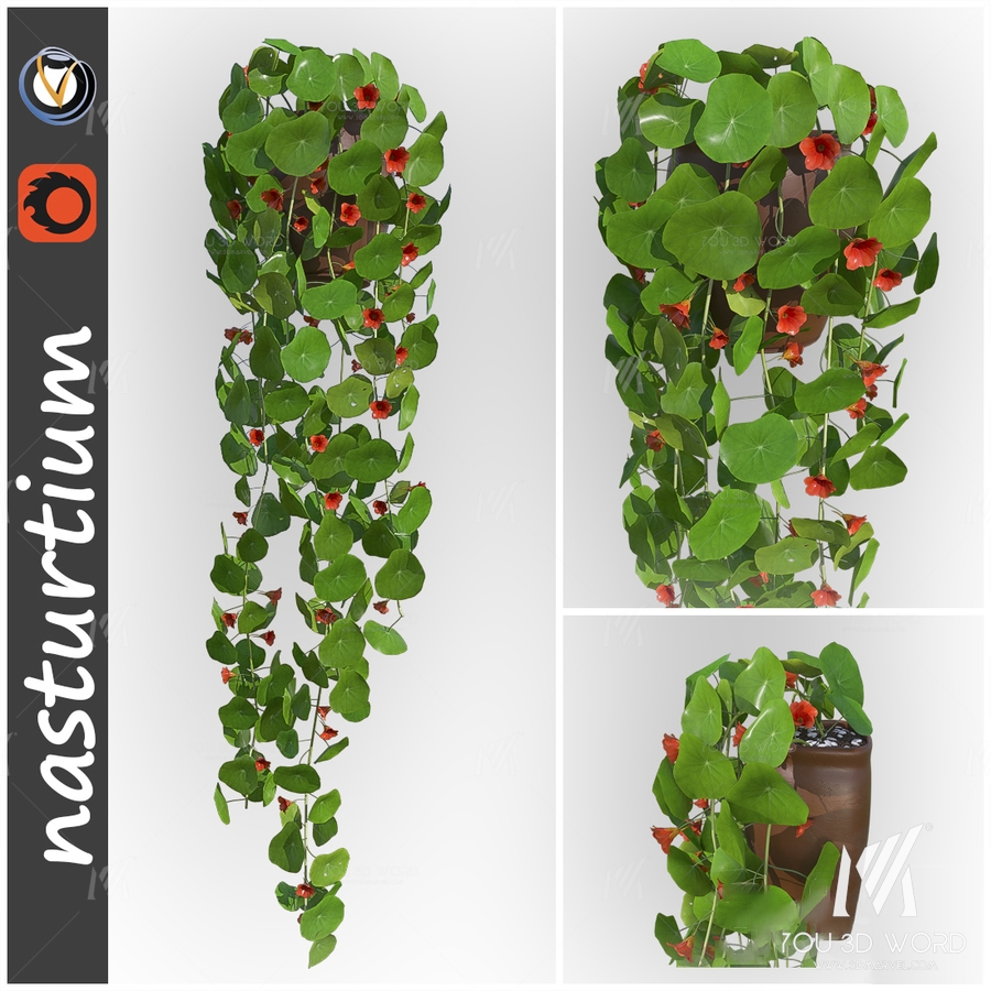Nasturtium